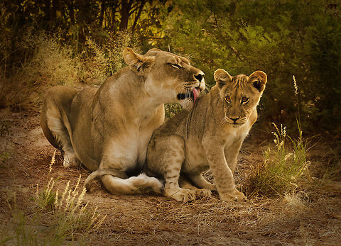 Lioness and Cub  Botswana,Geotagged,Lion,Panthera leo,Summer