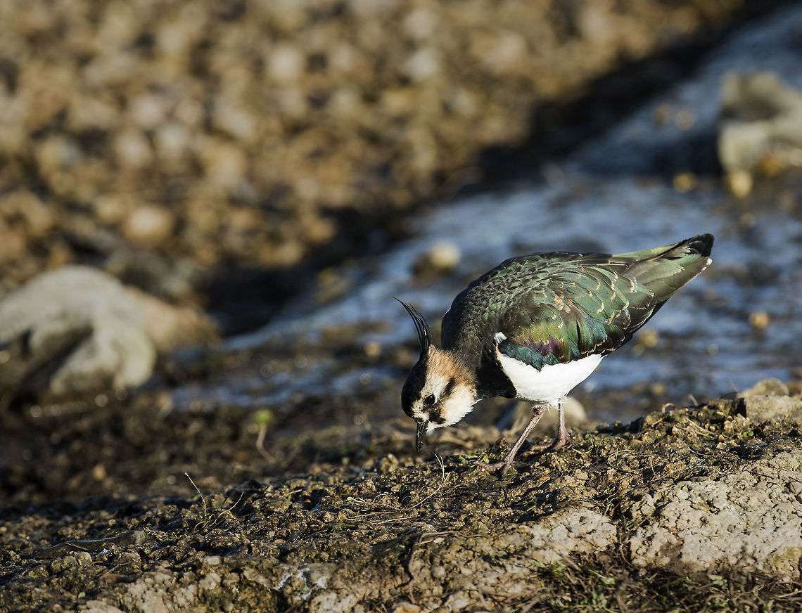 lapwing Beautiful light at Slimbridge Geotagged,Northern lapwing,United Kingdom,Vanellus vanellus