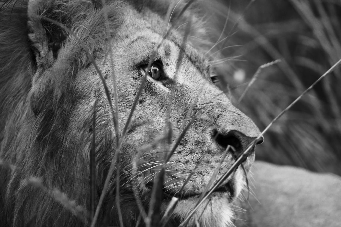 lion gone all black and white with this big male. Caught him watching a hyena approaching his kill. Botswana,Geotagged,Lion,Panthera leo,Summer