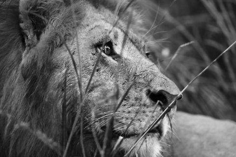 lion gone all black and white with this big male. Caught him watching a hyena approaching his kill. Botswana,Geotagged,Lion,Panthera leo,Summer