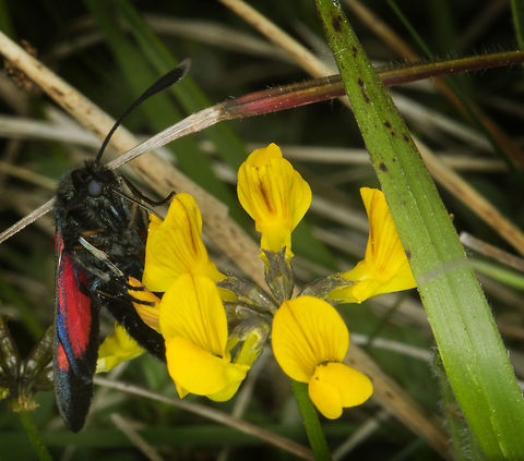 6spot_burnet_on_birds_foot_trefoil  Geotagged,Six-spot burnet,United Kingdom,Zygaena filipendulae