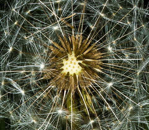 dandelion_fireworks  Common dandelion,Geotagged,Taraxacum officinale,United Kingdom