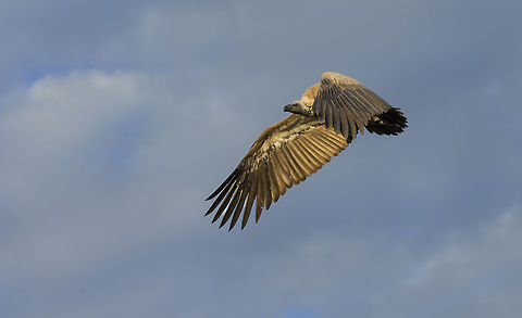 white_backed_vulture  Botswana,Geotagged,Gyps africanus,White-backed Vulture