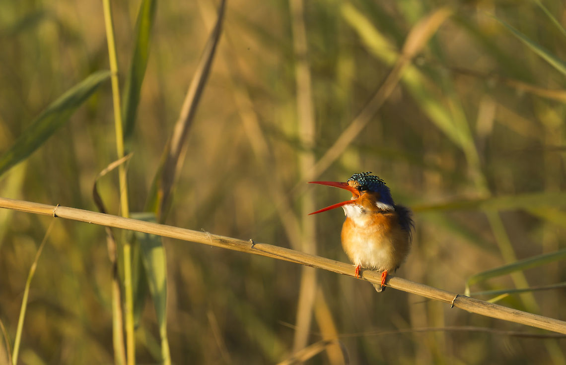 Malachite kingfisher  Botswana,Corythornis cristatus,Geotagged,Malacahite kingfisher
