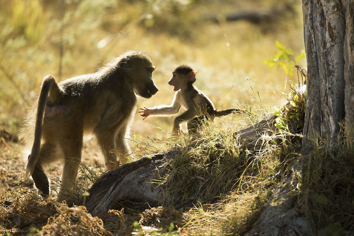 baboon_mother_and_baby Reunion. Botswana,Chacma baboon,Geotagged,Papio ursinus,Winter