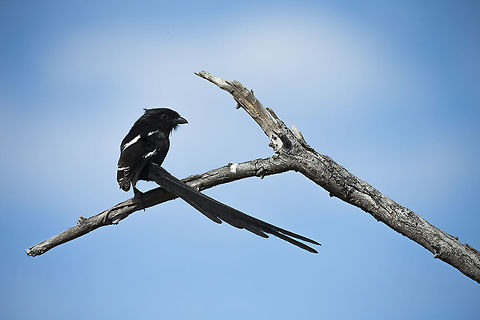 magpie_shrike  Botswana,Fall,Geotagged,Magpie Shrike,Urolestes melanoleucus
