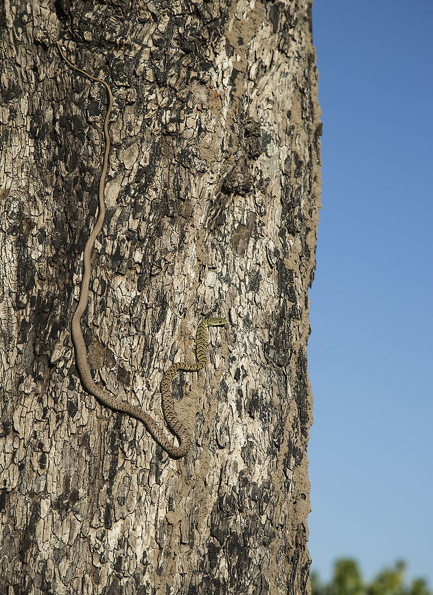 green_spotted_bush_snake  Botswana,Geotagged,Philothamnus semivariegatus,Spotted bush snake