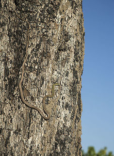 green_spotted_bush_snake  Botswana,Geotagged,Philothamnus semivariegatus,Spotted bush snake
