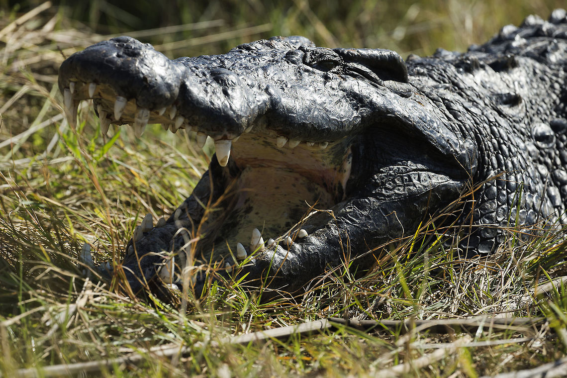 Pleased to meat you! This big croc (3.5 metres) was basking in the Okavango delta Botswana,Crocodylus niloticus,Geotagged,Nile crocodile,Winter
