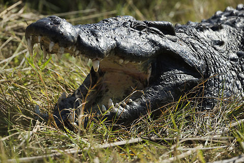 Pleased to meat you! This big croc (3.5 metres) was basking in the Okavango delta Botswana,Crocodylus niloticus,Geotagged,Nile crocodile,Winter