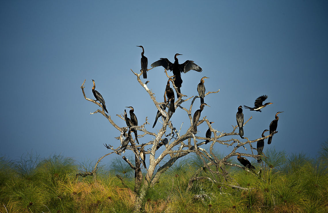 African darters Is there a collective noun for a group of snake birds? Apologies to the reed cormorants. African Darter,Anhinga rufa,Botswana,Geotagged