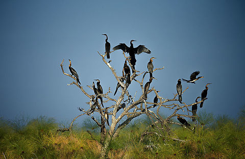 African darters Is there a collective noun for a group of snake birds? Apologies to the reed cormorants. African Darter,Anhinga rufa,Botswana,Geotagged