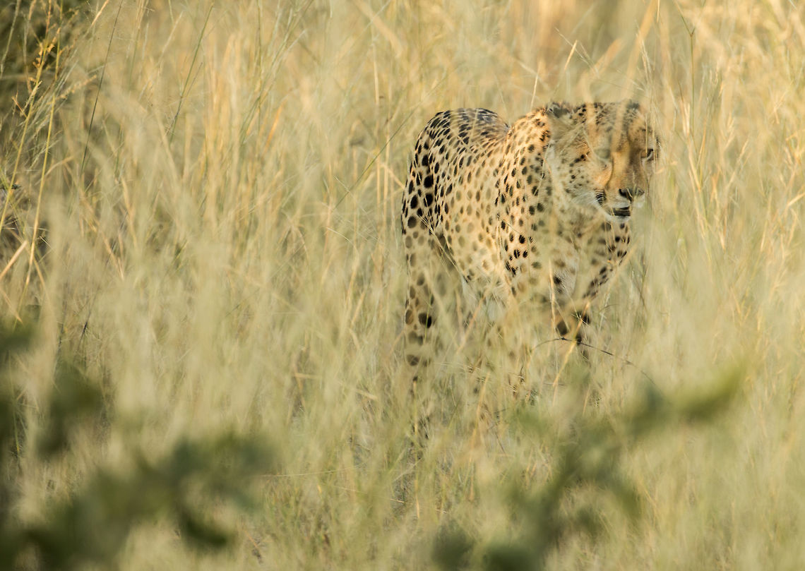 male_cheetah A male cheetah appears through the long grass Acinonyx jubatus,Botswana,Cheetah,Fall,Geotagged