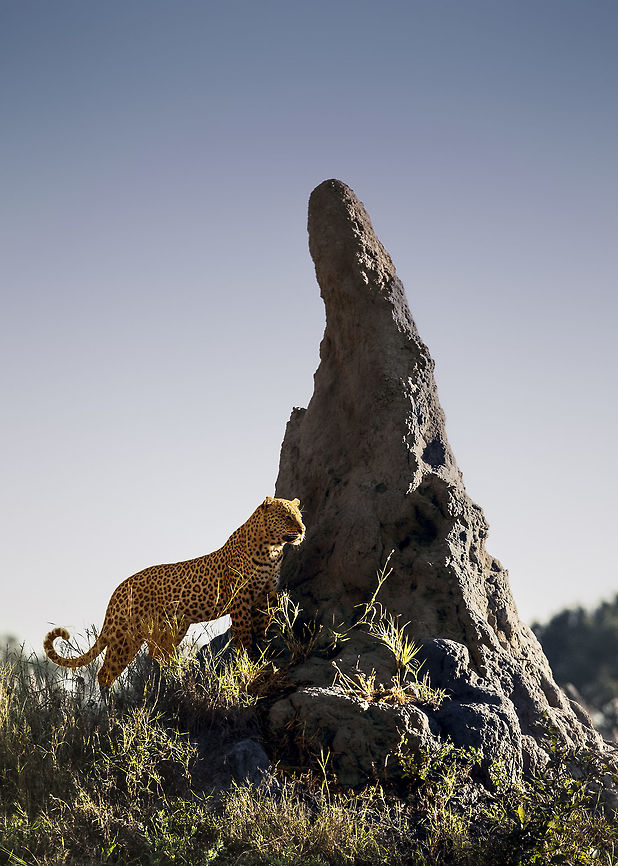 leopard on termite mound We&#039;d been tracking/following this big fellow for a while before he posed in the early morning sunshine. African Leopard,Botswana,Geotagged,Panthera pardus pardus,Winter