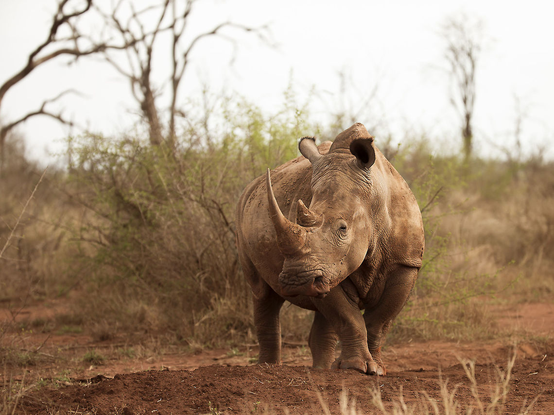 rhino_1 This female was one of a group of four resting on the road, presumably getting some heat after a cool night. Ceratotherium simum,Geotagged,Swaziland,White rhinoceros