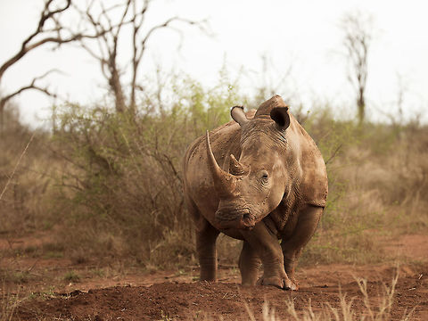 rhino_1 This female was one of a group of four resting on the road, presumably getting some heat after a cool night. Ceratotherium simum,Geotagged,Swaziland,White rhinoceros
