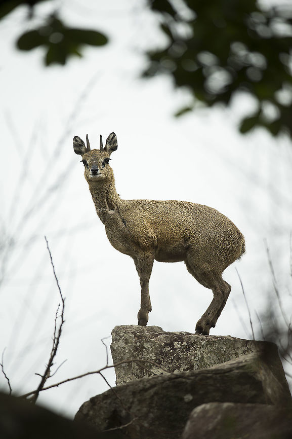 klipspringer1 I&#039;d been watching a perched jackal buzzard, hoping it would fly in my direction. No such luck, but as I sat there this male klipspringer appeared on my left through a small hole in the bush and proceeded to scent mark his territory using the large pre-orbital glands. He then gave me nearly ten minutes of static optic display to guard his ground against rivals. Geotagged,Klipspringer,Oreotragus oreotragus,Spring,Swaziland