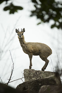 klipspringer1 I'd been watching a perched jackal buzzard, hoping it would fly in my direction. No such luck, but as I sat there this male klipspringer appeared on my left through a small hole in the bush and proceeded to scent mark his territory using the large pre-orbital glands. He then gave me nearly ten minutes of static optic display to guard his ground against rivals. Geotagged,Klipspringer,Oreotragus oreotragus,Spring,Swaziland