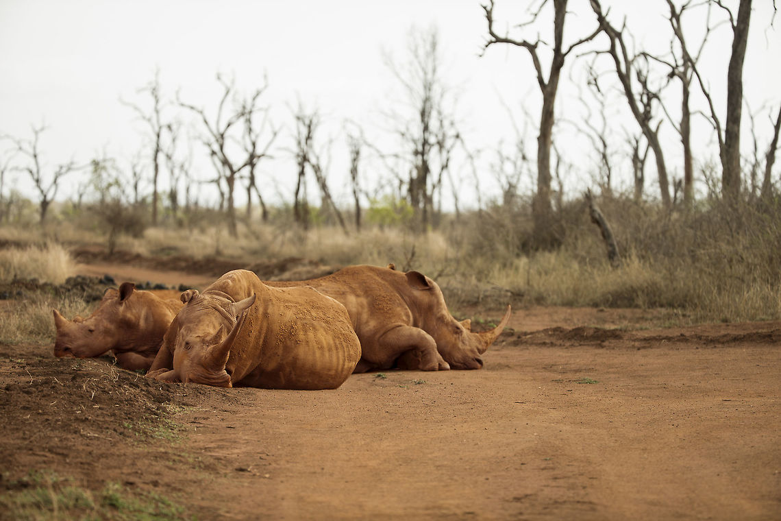 3_rhino,_a_crashed_crash Early morning wake up, not sure if them or me! Ceratotherium simum,Geotagged,Spring,Swaziland,White rhinoceros