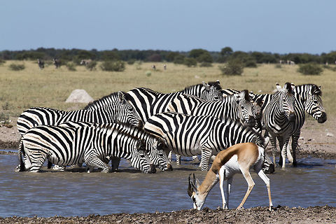 the_water_hole  Botswana,Burchells zebra,Equus quagga burchellii,Geotagged,Summer