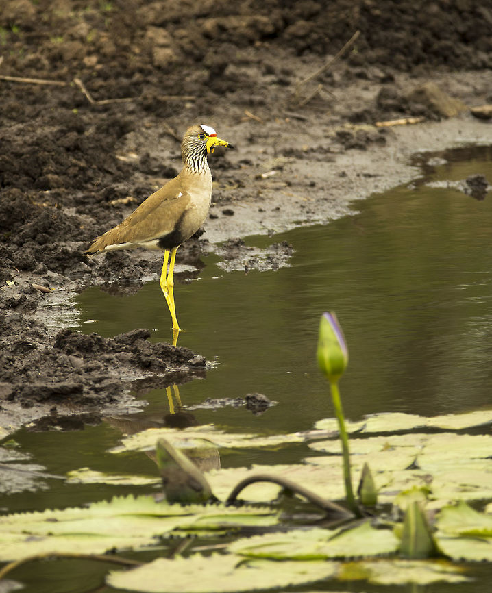 African wattled lapwing By a pool in Mbuluzi, Swaziland Africa,African wattled lapwing,Geotagged,Swaziland,Vanellus senegallus,bird,lapwing,plover,wattle