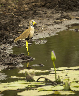 African wattled lapwing By a pool in Mbuluzi, Swaziland Africa,African wattled lapwing,Geotagged,Swaziland,Vanellus senegallus,bird,lapwing,plover,wattle