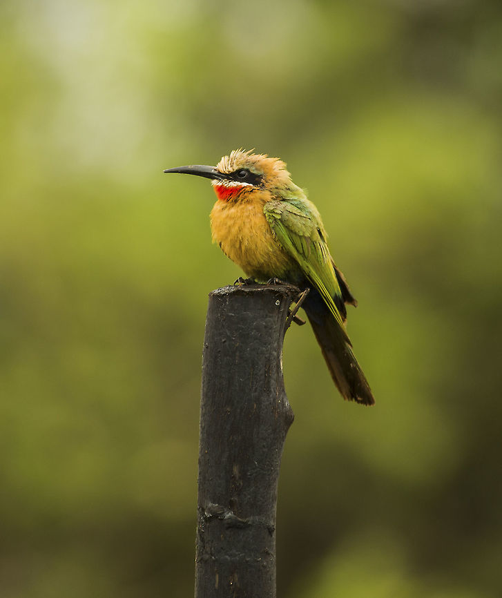 white fronted beeeater  Geotagged,Merops bullockoides,Swaziland,White-fronted Bee-Eater