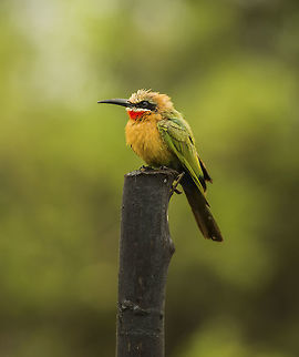 white fronted beeeater  Geotagged,Merops bullockoides,Swaziland,White-fronted Bee-Eater