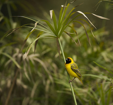 masked_weaver  Geotagged,Ploceus velatus,Southern masked weaver,Swaziland