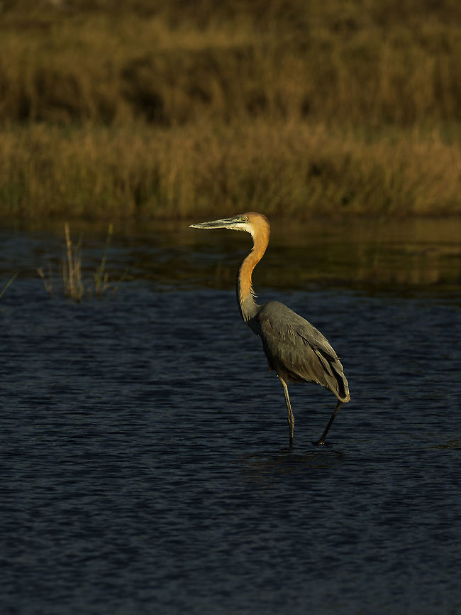 goliath_heron  Ardea goliath,Botswana,Geotagged,Goliath Heron