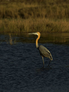 goliath_heron  Ardea goliath,Botswana,Geotagged,Goliath Heron