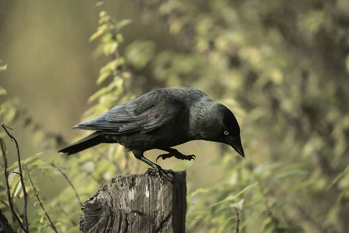 jackdaw  Coloeus monedula,Fall,Geotagged,United Kingdom,Western Jackdaw