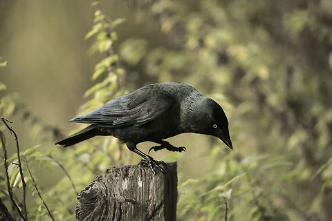 jackdaw  Coloeus monedula,Fall,Geotagged,United Kingdom,Western Jackdaw