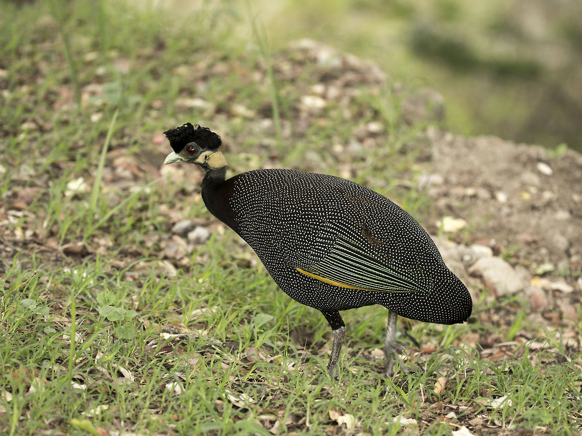crested_guinea_fowl  Crested Guineafowl,Geotagged,Guttera pucherani,Swaziland