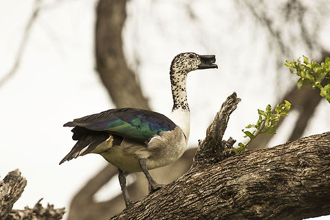 Comb Duck posing, Botswana  Botswana,Geotagged,Knob-billed duck,Sarkidiornis melanotos,Summer