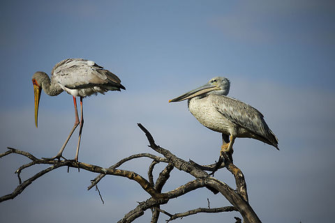 Yellow billed stork and white backed pelican  Botswana,Fall,Geotagged,Great white pelican,Pelecanus onocrotalus