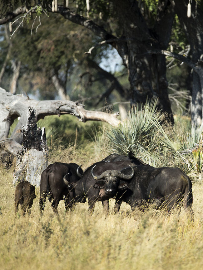 Cape buffalo below the sausage tree  African buffalo,Botswana,Geotagged,Syncerus caffer