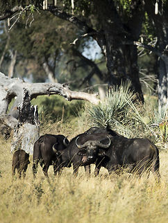 Cape buffalo below the sausage tree  African buffalo,Botswana,Geotagged,Syncerus caffer