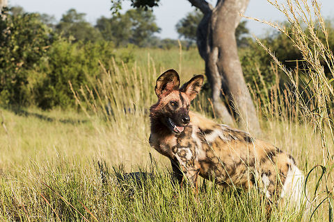 wild_dog  African wild dog,Botswana,Geotagged,Lycaon pictus,Okavango delta,Summer,wild dog