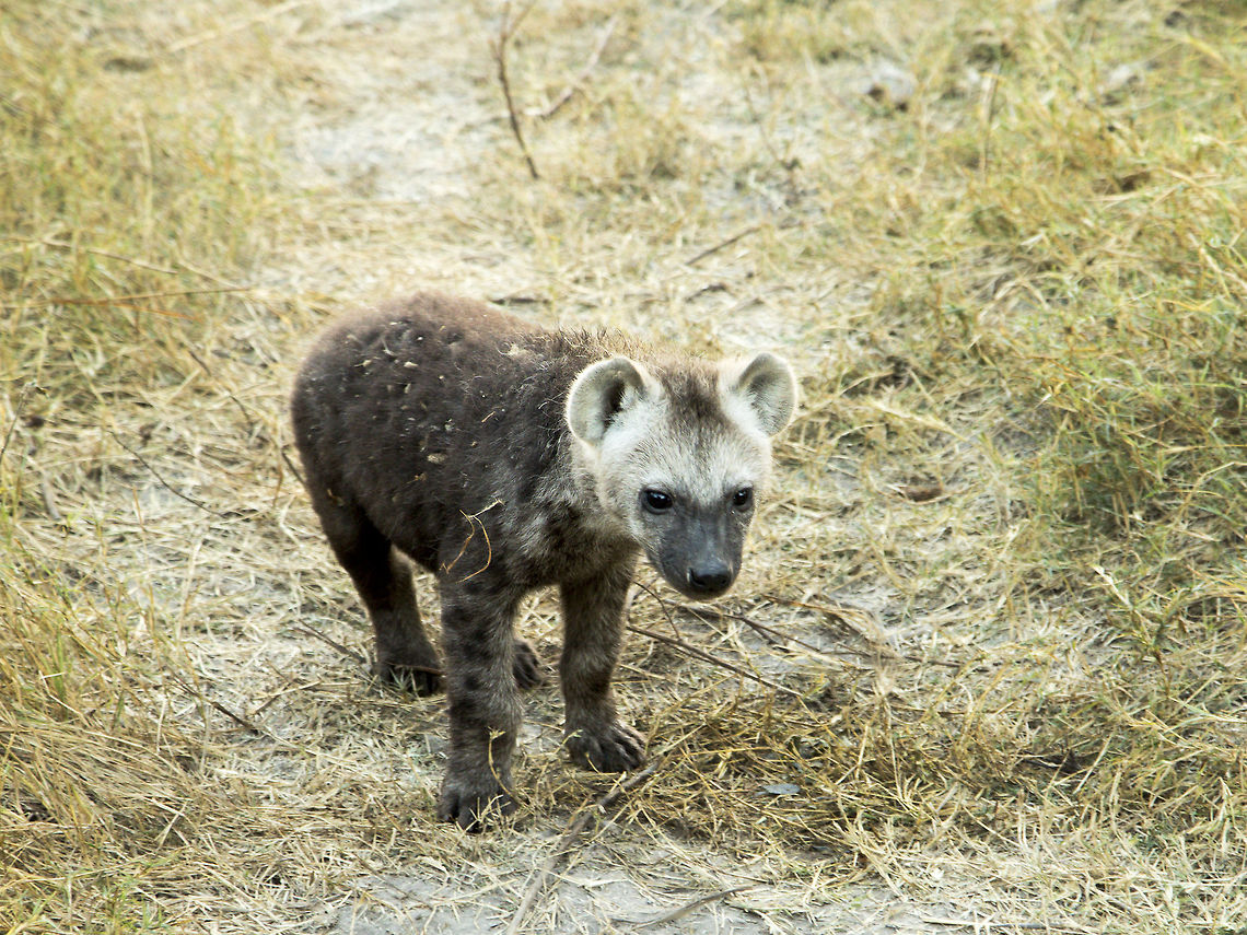 Spotted Hyena cub first time out of the den  Botswana,Crocuta crocuta,Geotagged,Spotted Hyena