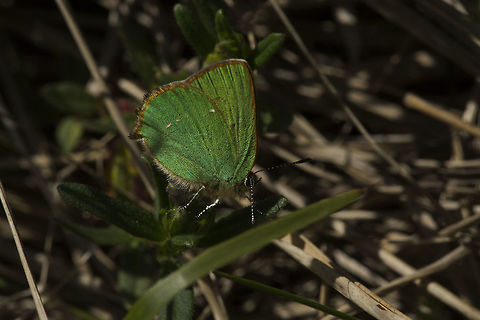 green_hairstreak Female green hairstreak in early May, egg laying on (please correct me!) rock rose. Callophrys rubi,Geotagged,Green Hairstreak,Spring,United Kingdom