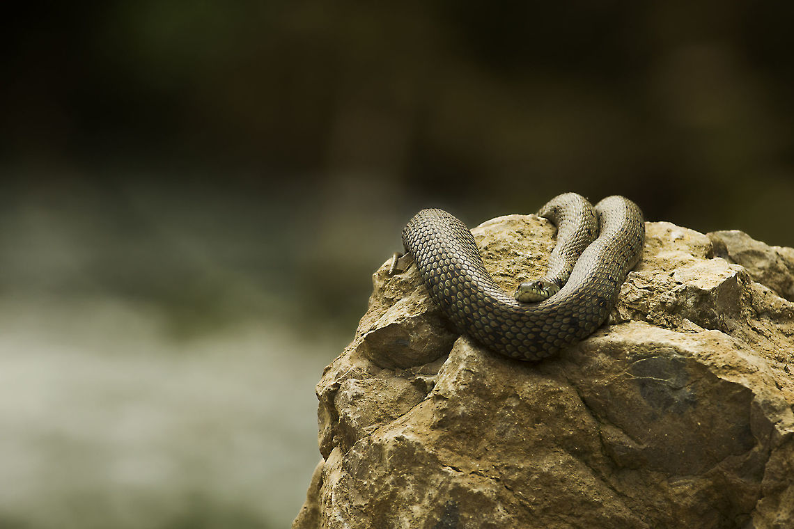 grass_snake_basking_river_sals  France,Geotagged,Grass snake,Natrix natrix,Spring