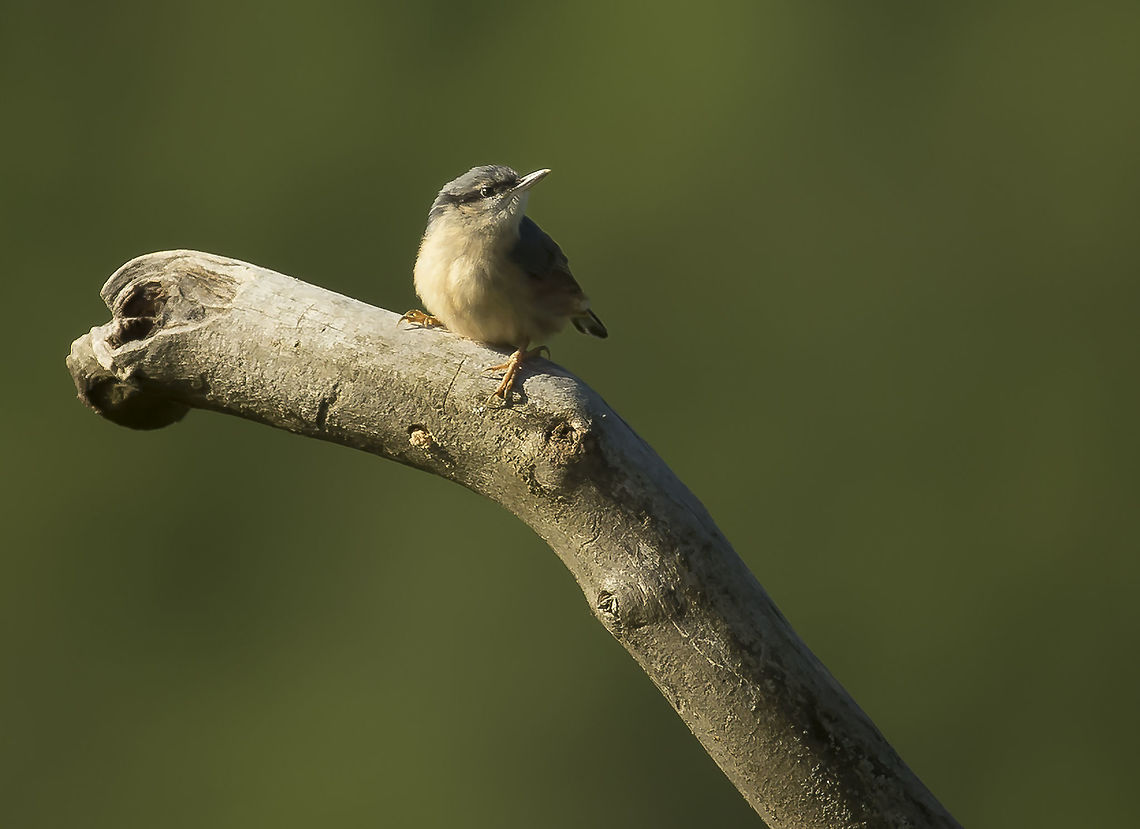nuthatch  Eurasian Nuthatch,France,Geotagged,Sitta europaea