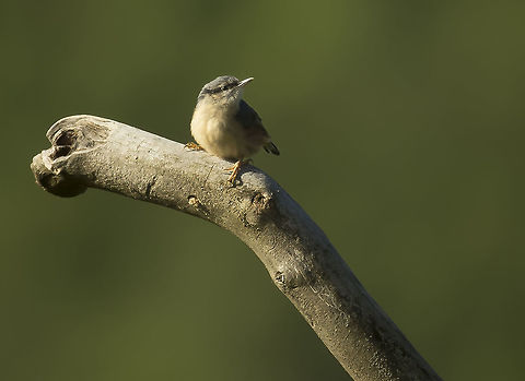 nuthatch  Eurasian Nuthatch,France,Geotagged,Sitta europaea