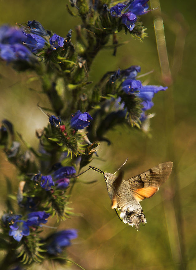 humming_bird_hawkmoth By the walls of the Chateaux de Montsegur in the Pyrenees, love some help with identifying the flowers. France,Geotagged,Hummingbird hawk-moth,Macroglossum stellatarum