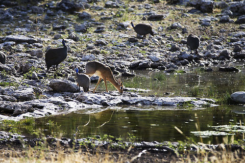 damara_dikdik_at_waterhole Tiny antelope with scale provided by the helmeted guinea fowl sharing the water hole Geotagged,Kirks dik-dik,Madoqua kirkii,Namibia