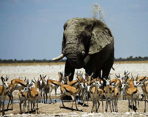 elephant and springbok A big bull elephant sharing with springbok to give scale African bush elephant,Geotagged,Loxodonta africana,Namibia