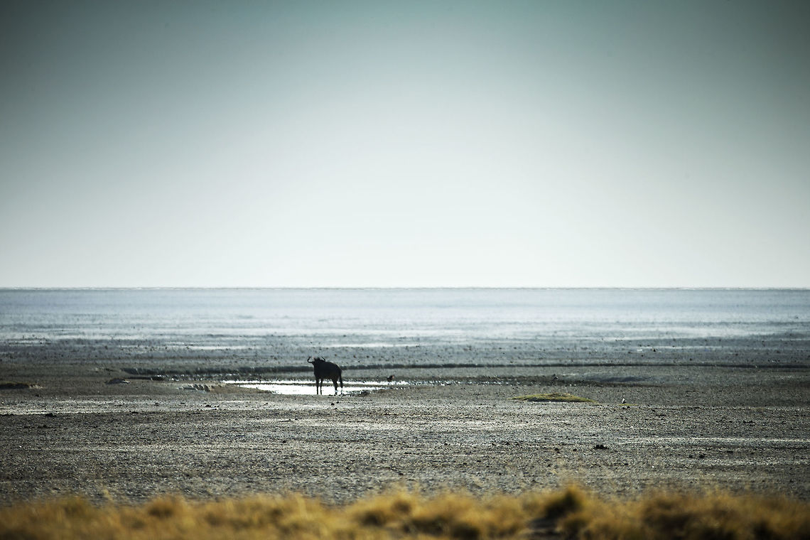 the_great_white_place_1 Looking across Etosha pan Blue wildebeest,Connochaetes taurinus,Geotagged,Namibia,Spring