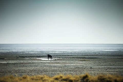 the_great_white_place_1 Looking across Etosha pan Blue wildebeest,Connochaetes taurinus,Geotagged,Namibia,Spring