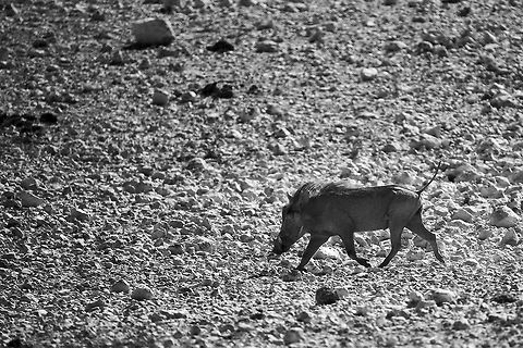 warthog_bw_1 what can I say, it's a warthog Common warthog,Geotagged,Namibia,Phacochoerus africanus